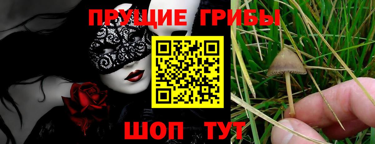 Дедовск  магазин  наркотиков  Вход с VPN  Галлюциногенные грибы Cubensis 